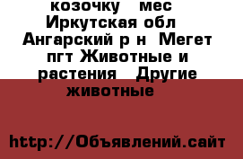 козочку 4 мес - Иркутская обл., Ангарский р-н, Мегет пгт Животные и растения » Другие животные   